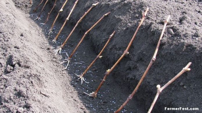 Plantar esqueixos en una escola