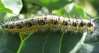 Chenille de chou blanc