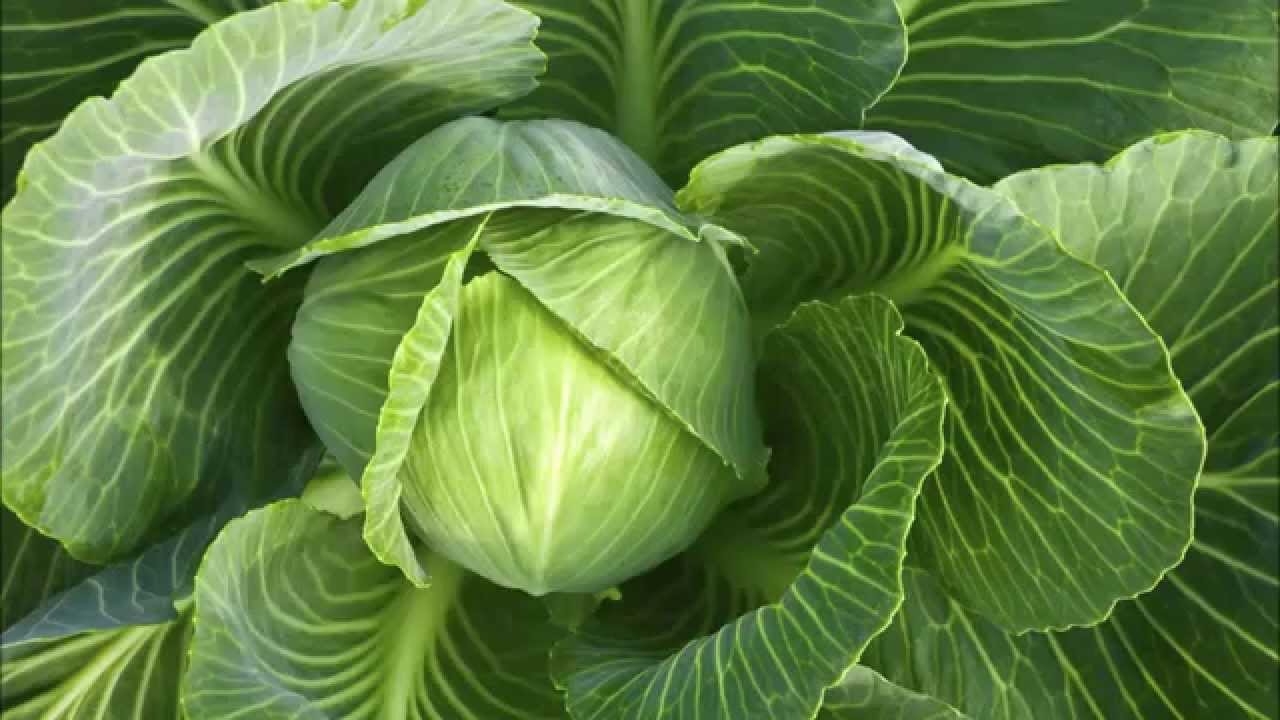 Sezonas vidū baltie kāposti Slava - labākā šķirne kodināšanai un marinēšanai