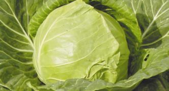 June cabbage