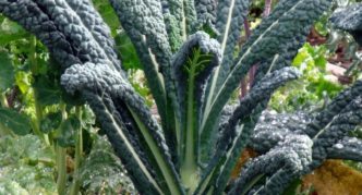 Cavolo nero Toscana