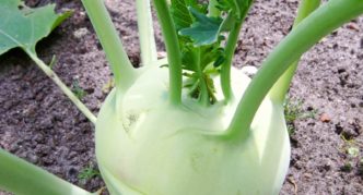 Kohlrabi Viena balta