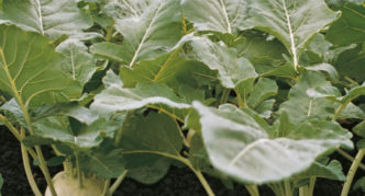 Corista Kohlrabi