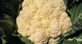 Coliflor Alfa