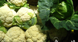 Cauliflower Summer cư dân