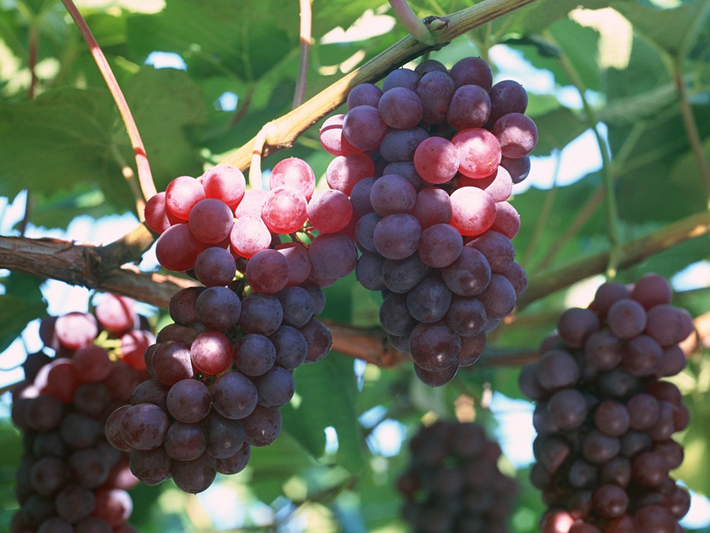 Variedades de uva rusa temprana y violeta rusa: hermanos, pero no gemelos.