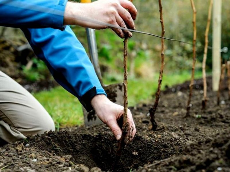 Plantning af hindbær om foråret: tip til begyndere