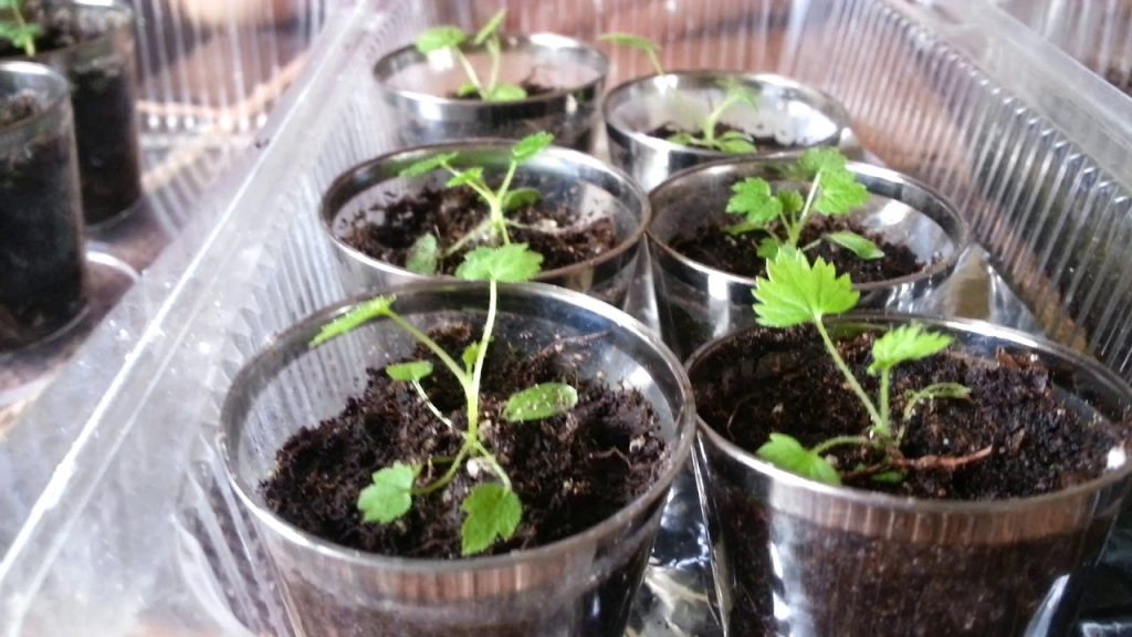 Sprouting raspberries from seeds