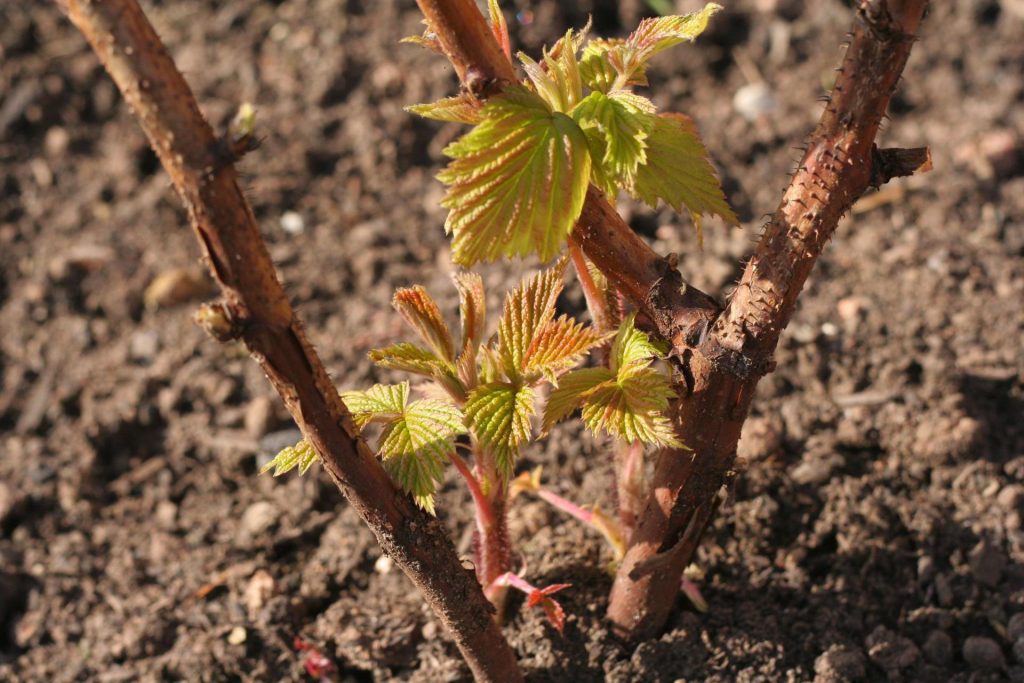 Healthy raspberry bush seedling