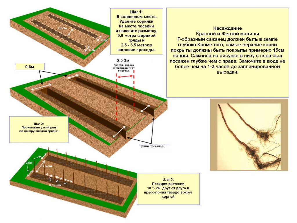 Schemes for preparing a site for planting raspberries