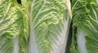 Chinese cabbage Pomegranate