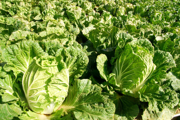 Chinese cabbage