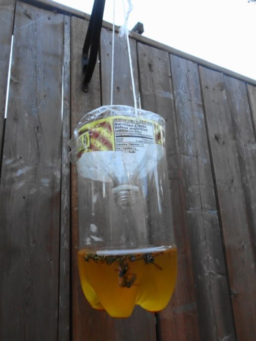 Wasp trap