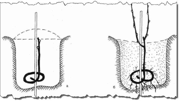 Forma moldava de plantar uvas.