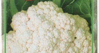 Cauliflower Amerigo