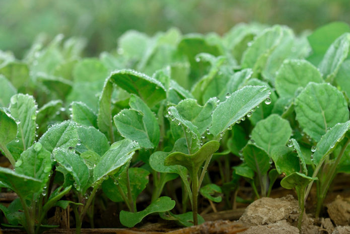 Piantine di cavolfiore