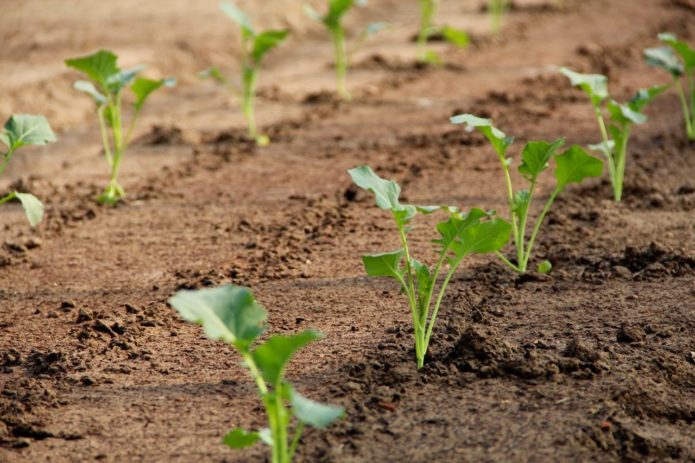 Plantar plántulas en el suelo.