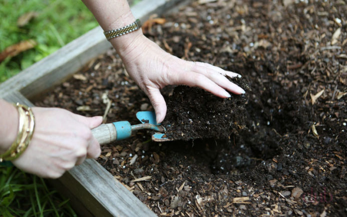 Preparação de solo de primavera para semear repolho