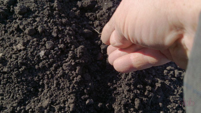 Sowing cauliflower