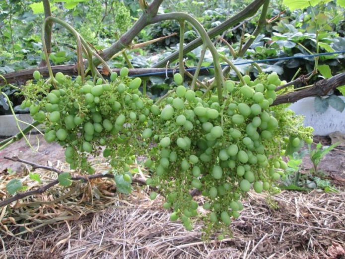 Queima De Uvas