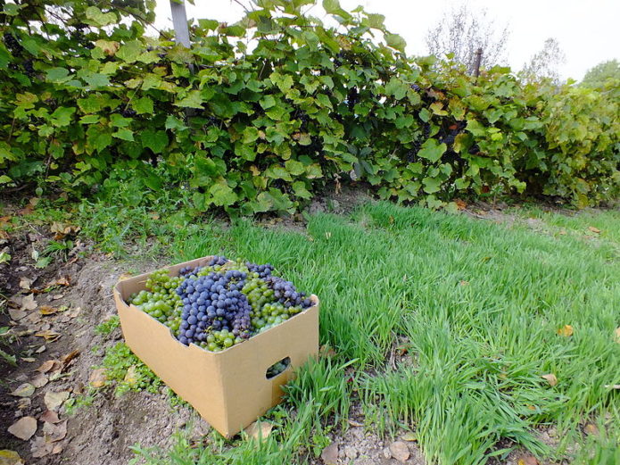 Vineyards of the Far East