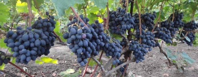 Ruslan grape bush