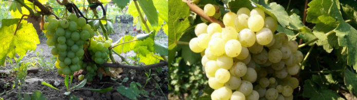 Duas variedades de uvas progenitoras Tukay