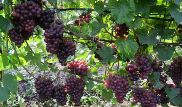 Vignes cardinales