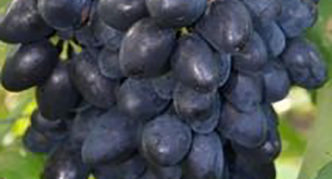 Uvas Nadezhda AZOS