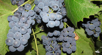 Uvas de Moldavia