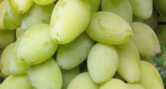 Uvas Muscat de verão