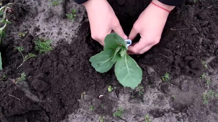 Plantando mudas de repolho