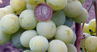 Grape Talisman