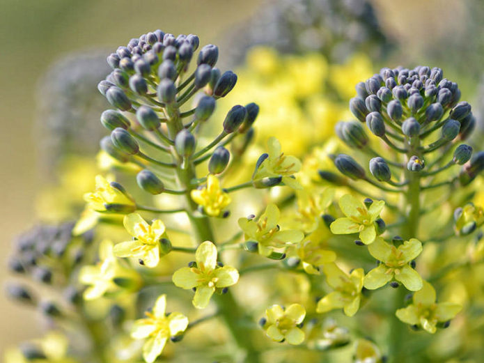 Coles de Bruselas en flor