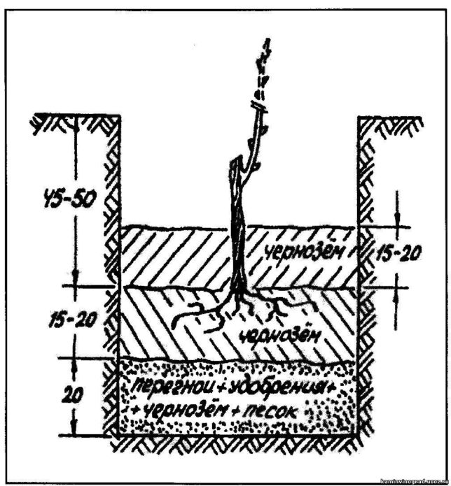 Weinpflanzschema