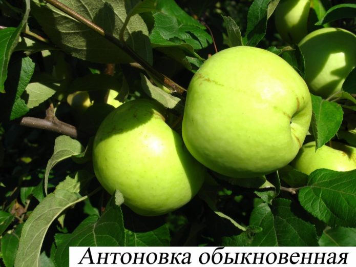 Variedades de manzanas Antonovka