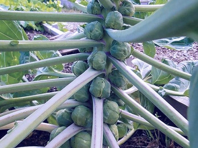 Casio Brussels sprouts variety