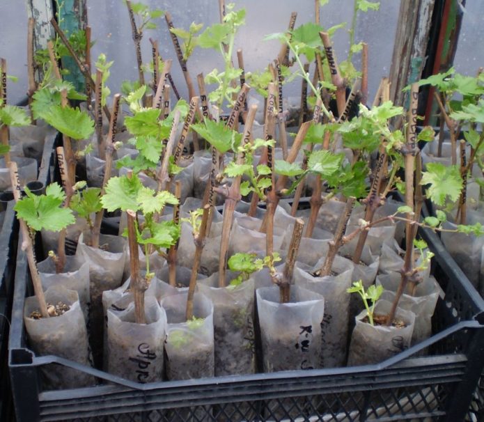 Grape seedlings