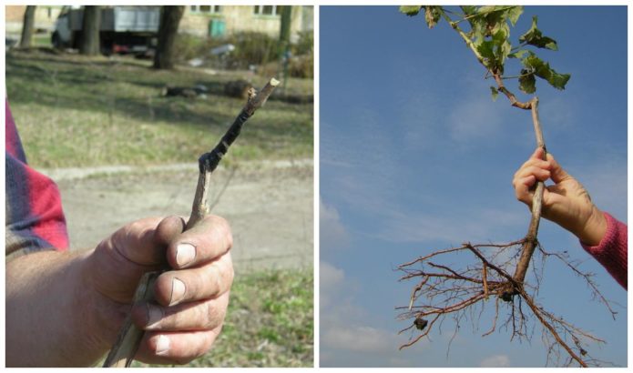 Grafted and self-rooted seedlings