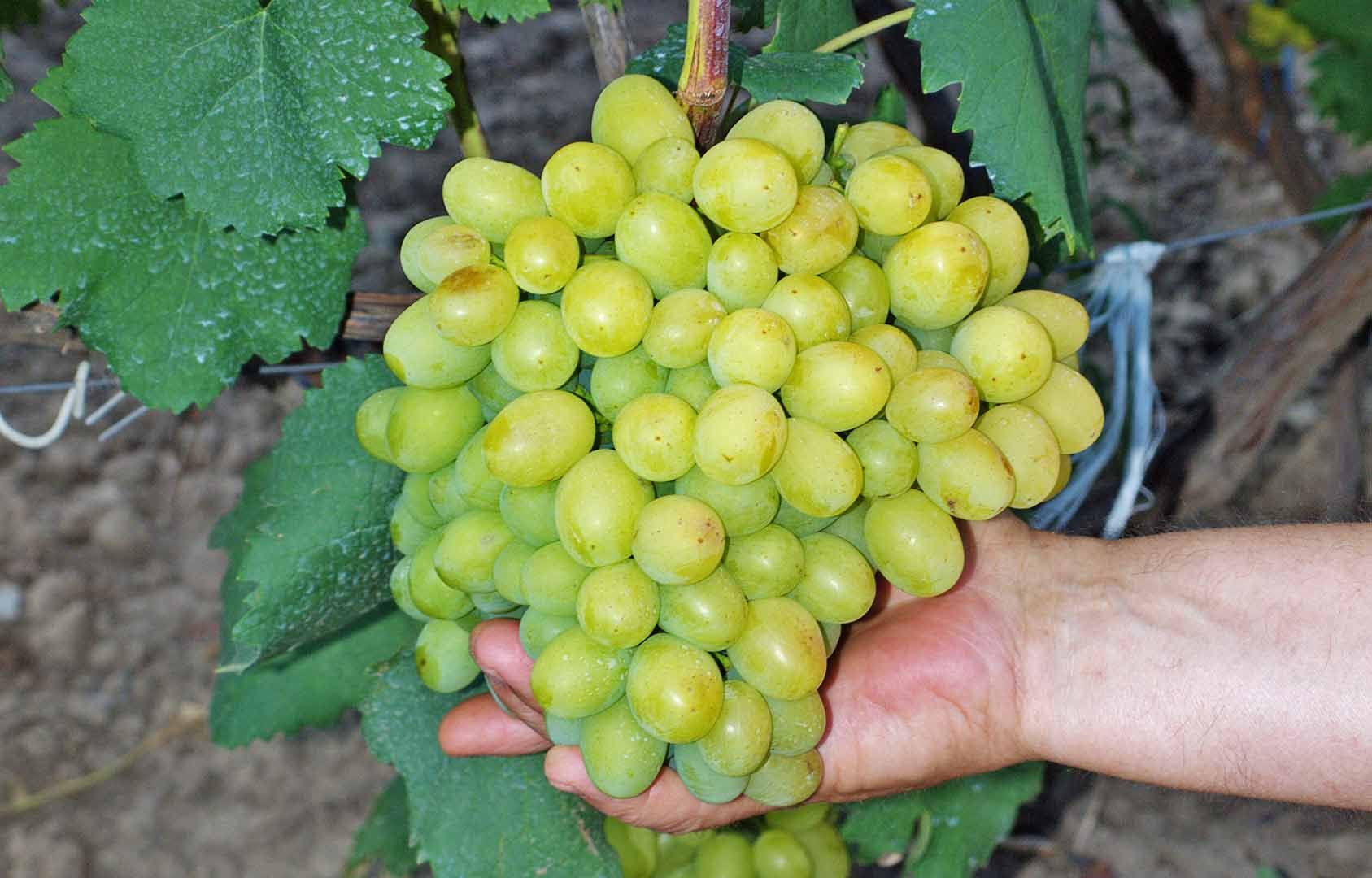 Super Extra is one of the earliest grape varieties from a simple miner from Rostov