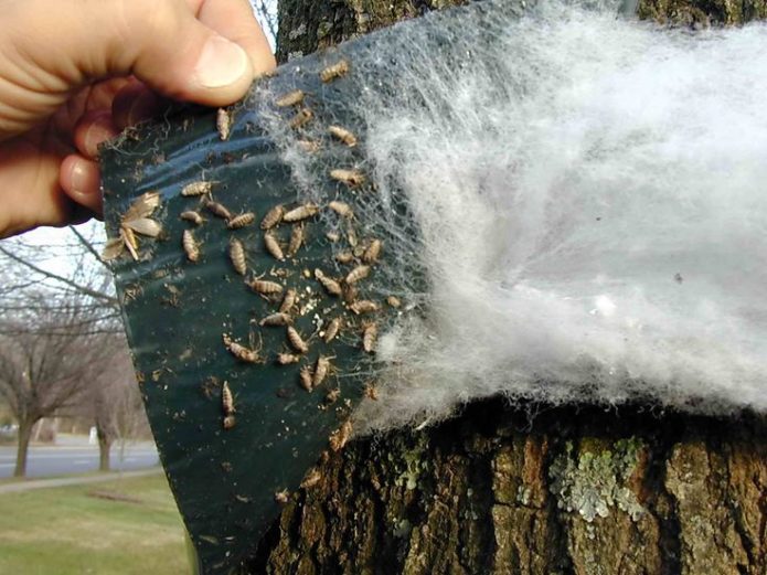 Fanggürtel an einem Baum