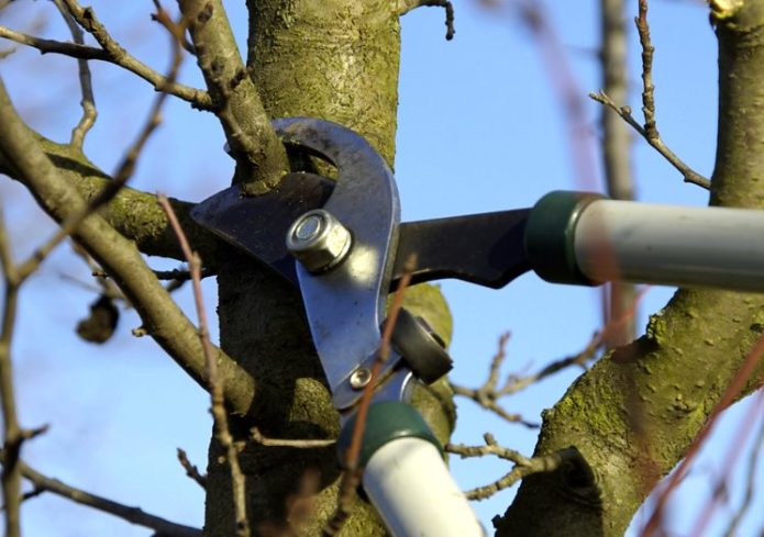 Autumn tree pruning