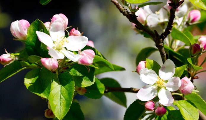 Blomstrende æbletræ