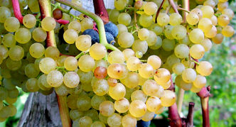 Grape varieties Korinka Russian