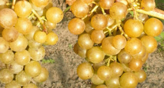 Uvas de Far East Muscat