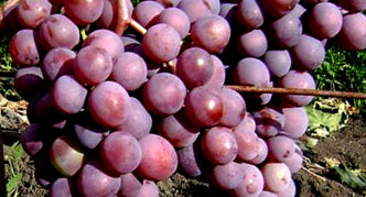 New Russian grapes