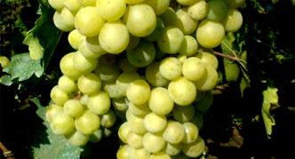 Uvas Rusven