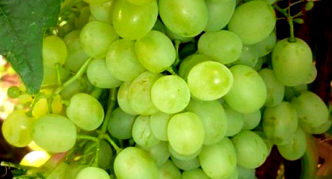 Uvas resistentes a Moscou