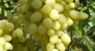 Long-awaited grapes