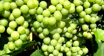 Sukrib grapes